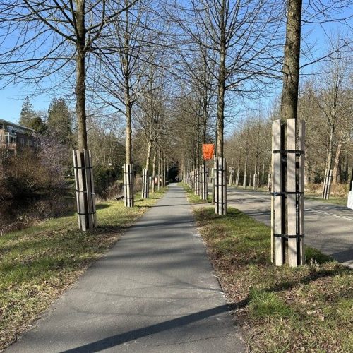 tijdelijke boombescherming